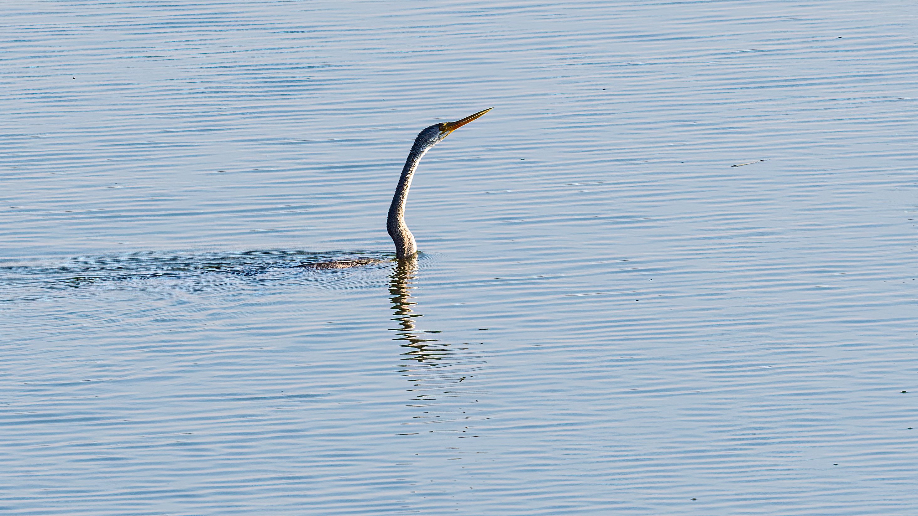 Oriental Darter